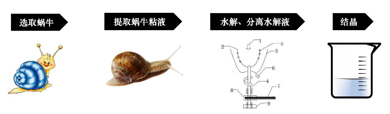 蜗牛粘液粗略提取流程图