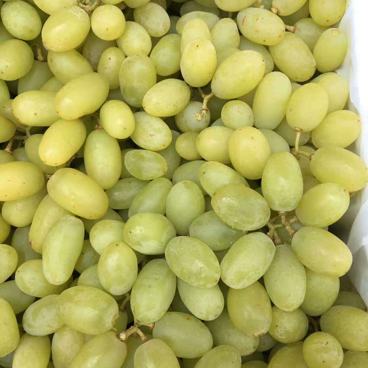 澳洲无籽青提