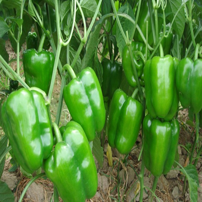 Cloud Zoom small image