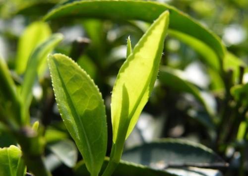 富硒茶谱尼检测报告