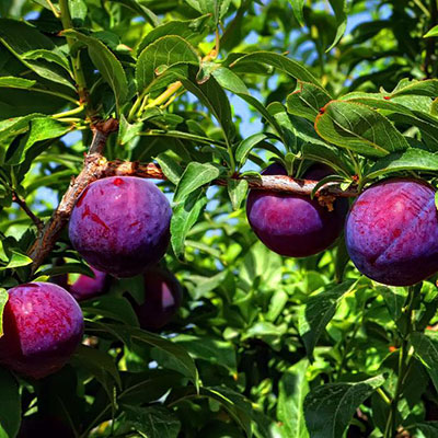 Cloud Zoom small image