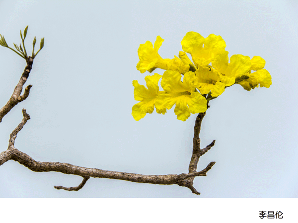 2017上期摄影班老师李昌伦作品