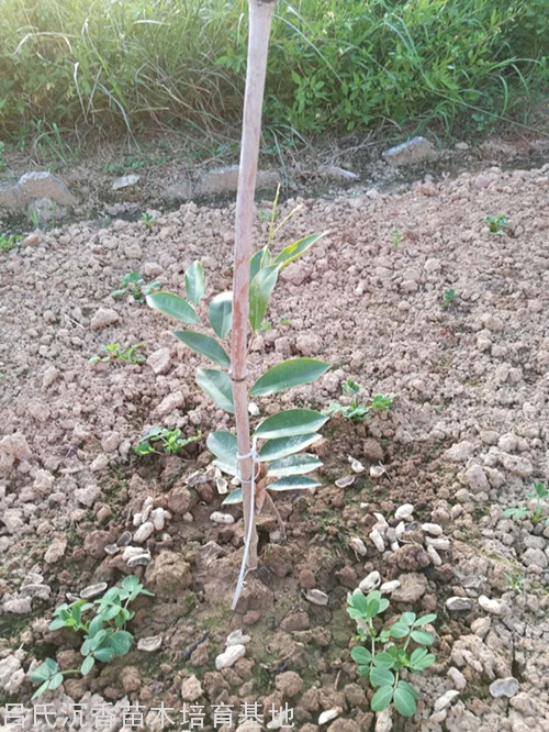 奇楠種植圖片