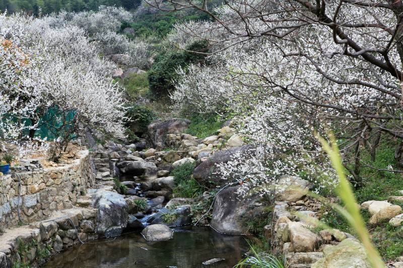 从化最美溪头村香雪梅花节乘坐水上游船一天赏梅之旅