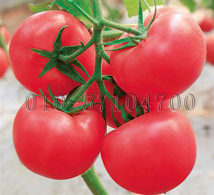 奇秀3号番茄种子|越夏番茄种子  西红柿种子抗TY抗线虫