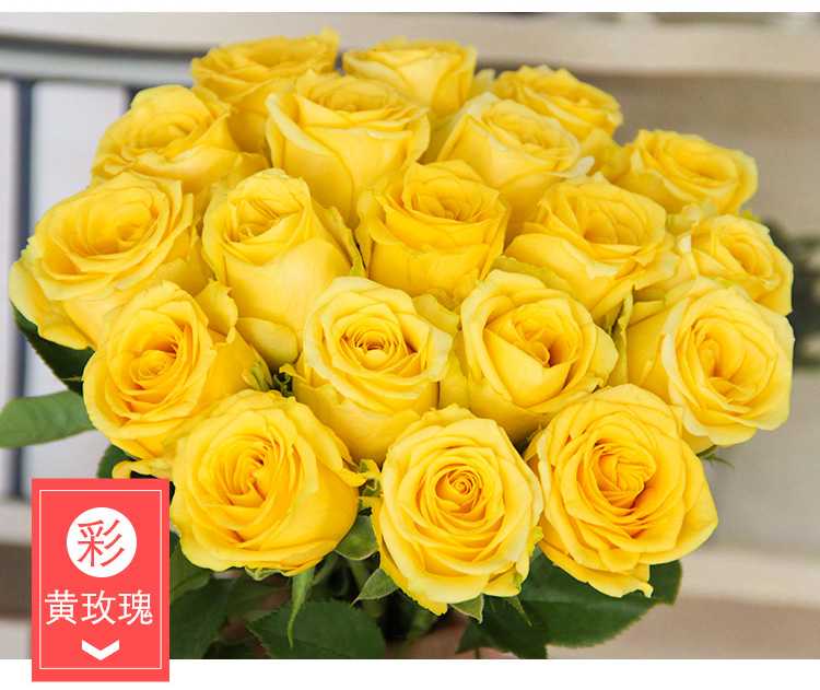 彩色的黄玫瑰花