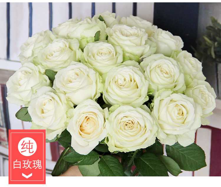纯白色的白玫瑰花
