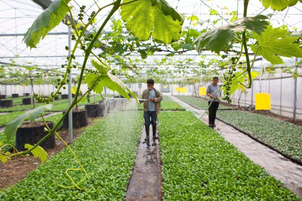 深翻是解决土壤问题的首选措施