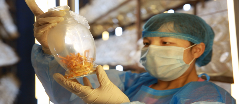 仿原生态无菌瓶内虫草培育车间