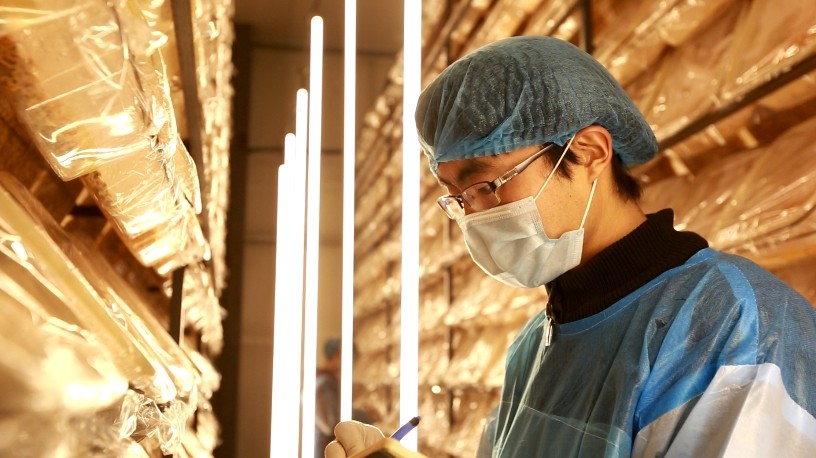 华誉虫草茶培育