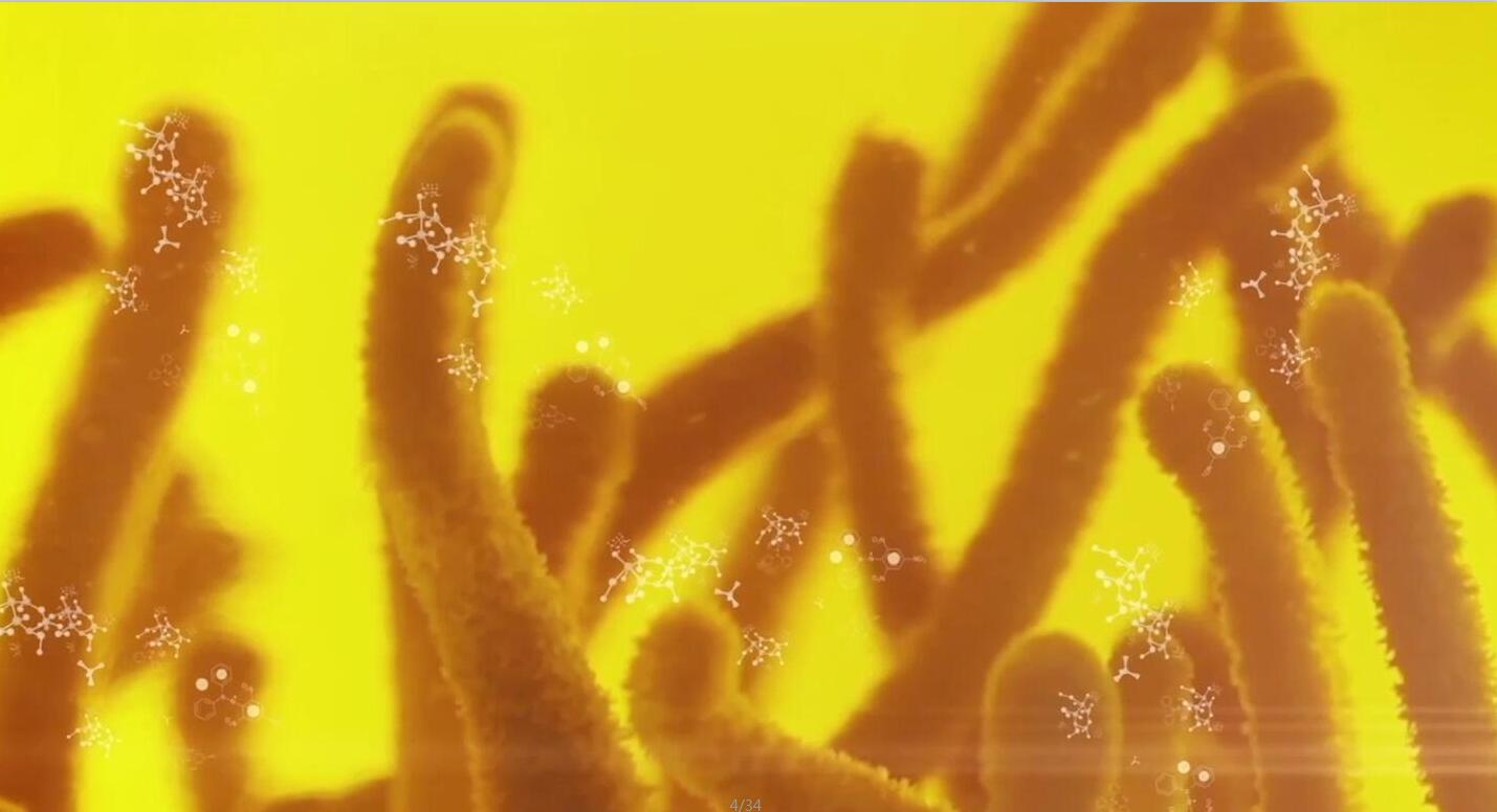 北虫草的功效与作用