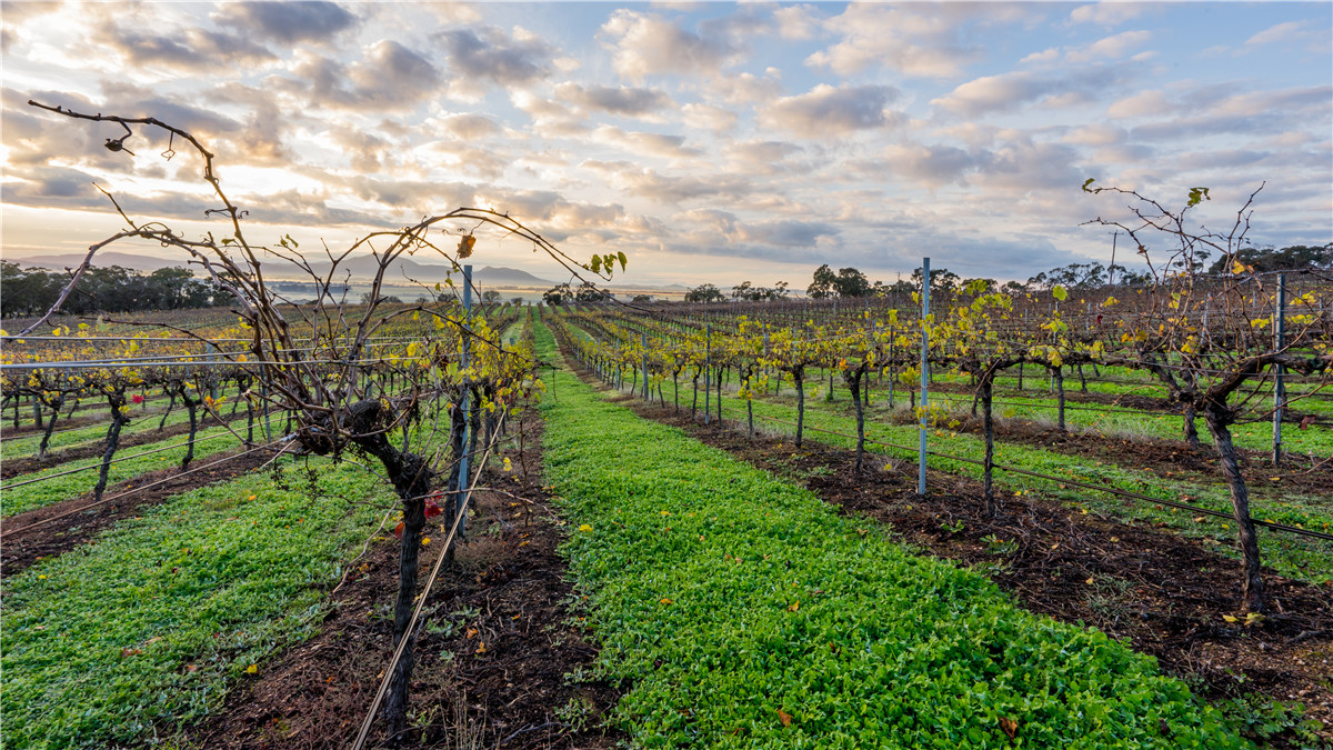 欧洲葡萄酒起源----罗马葡萄酒