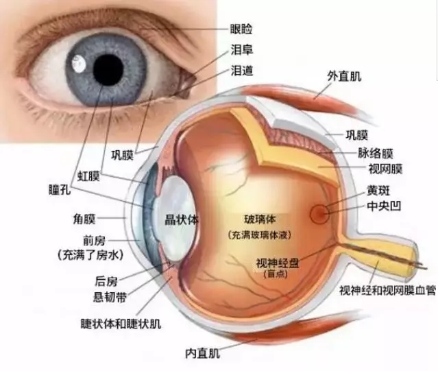 从眼球内部解剖图我们看到,在眼球前端约三分之一处生长着一圈睫状肌