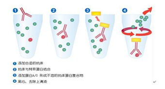 免疫沉淀常见问题及解决方案 实验中心 新闻资讯 武汉优越达生物科技有限公司