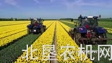 纽荷兰T6.160完成郁金香机械化收获