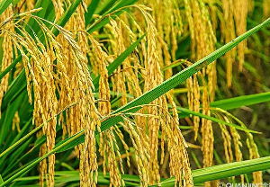 老苏服务日记2022年8月22日