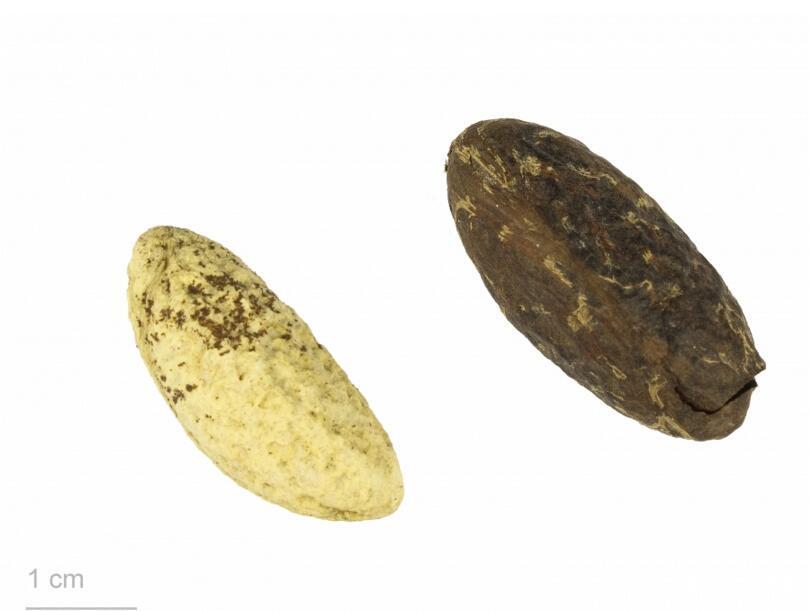 bitterkola(garciniakola)-非洲进口-产品栏目-苦乐果工作室 bitter