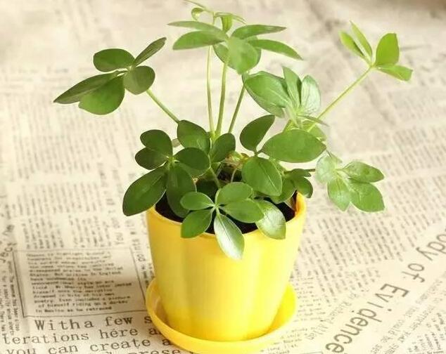 装修后如何避免甲醛中毒？