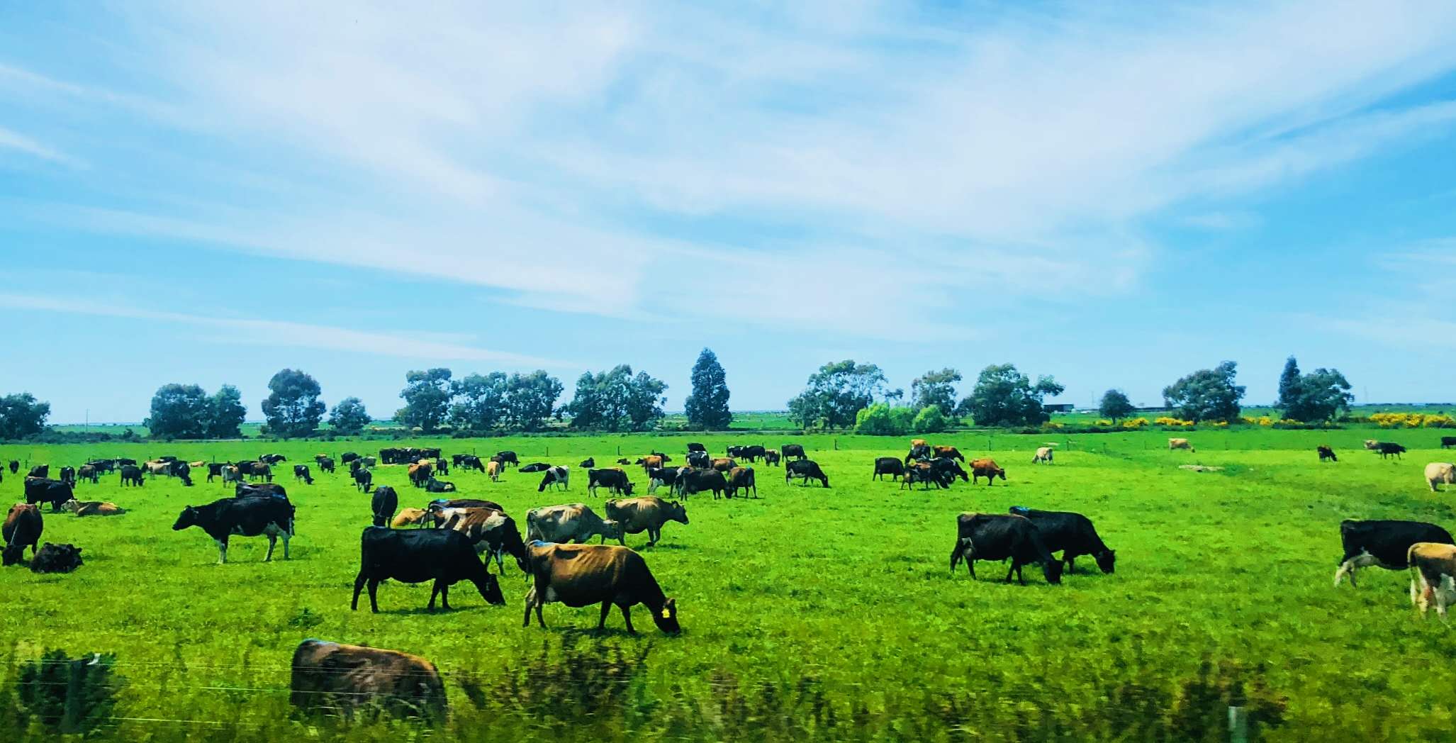 西海岸(West Coast)