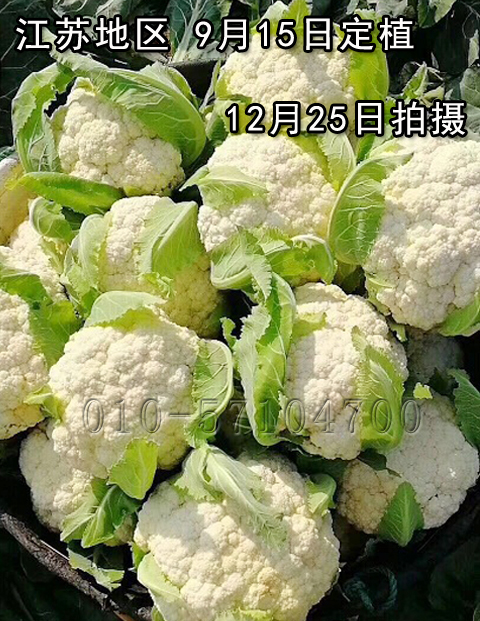 白松85松花菜种子 白菜花种子花椰菜种子秋播蔬菜种子 花椰菜种子 在线商城 多又奇种子网 白松85松花菜种子 白菜花种子花椰菜种子秋播蔬菜种子 花椰菜种子 在线商城 多又奇种子网