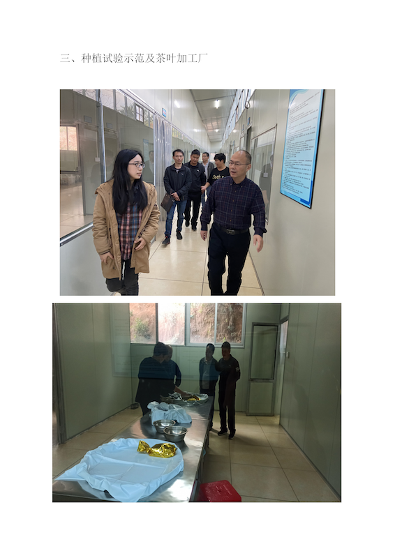 种植试验示范及茶叶加工