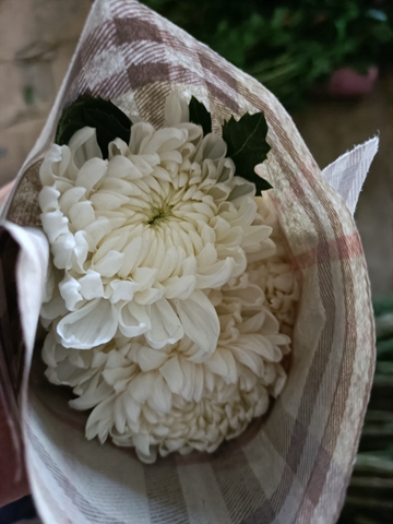 祭祀使用的白菊花