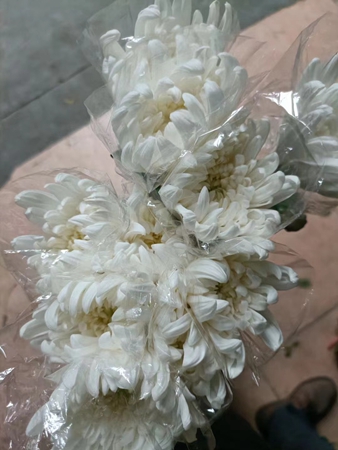新鲜的白菊花特价出售