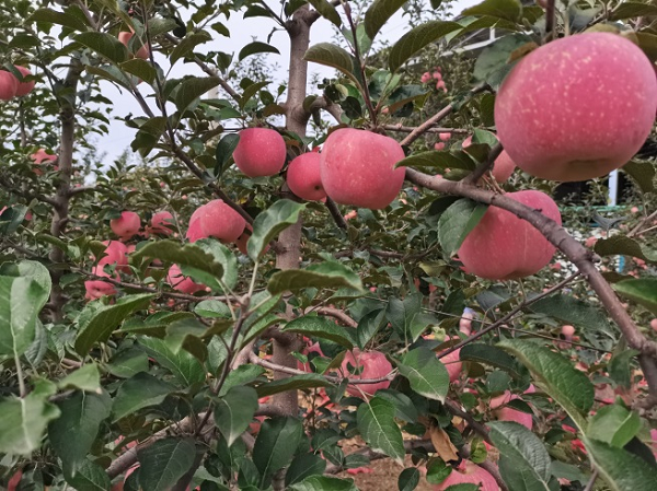 20240821163847_15091.png 图片8211.png