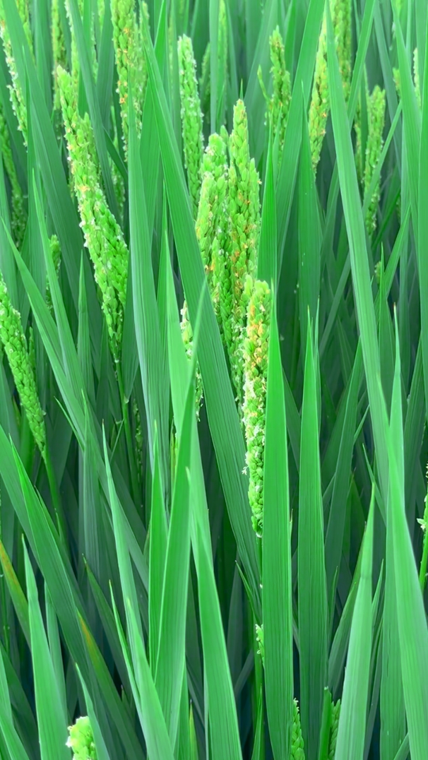 20240914151802_43921.jpg 1.jpg