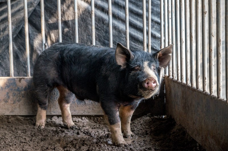 乌克兰猪品种图片