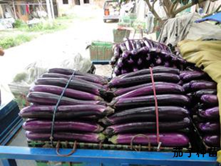 茄子苗到哪儿去买？谁能指条明路？