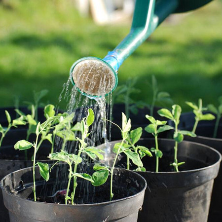 茄子嫁接苗移栽后如何科学浇水，助力茄子优质生长？