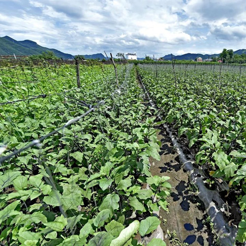 茄子嫁接苗销售渠道及购买建议：2个主要渠道，4条购买建议