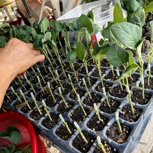 茄子嫁接砧木品种及特点：帮您选择适合的砧木​