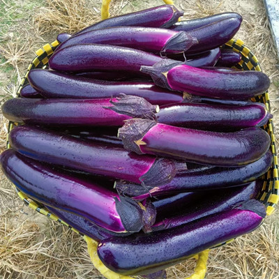 种植秘籍：最受欢迎的10款蔬菜种苗推荐