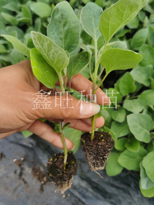 茄子嫁接苗好还是实生苗好呢？