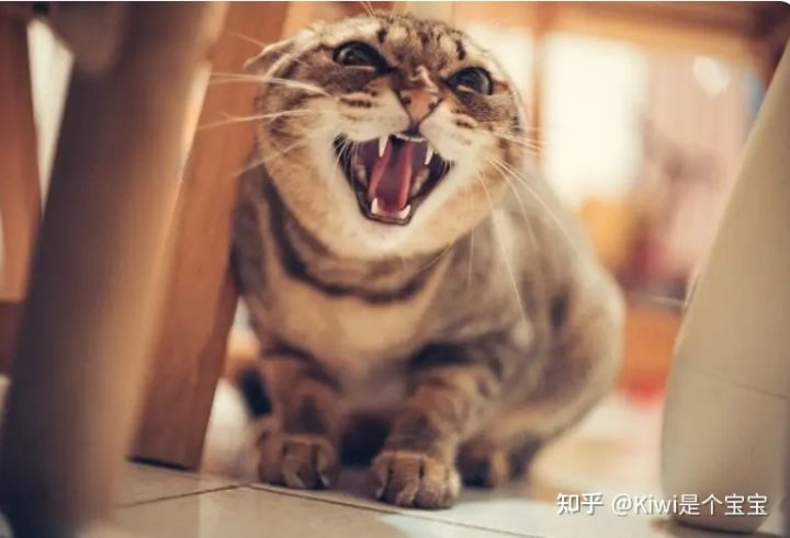 为什么我的猫突然对我发出嘶嘶声？4个可能的原因