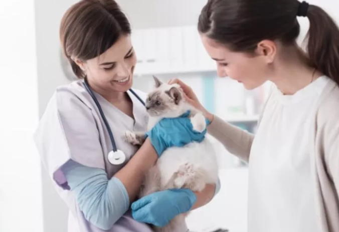 猫咪手术前，需要禁食吗？