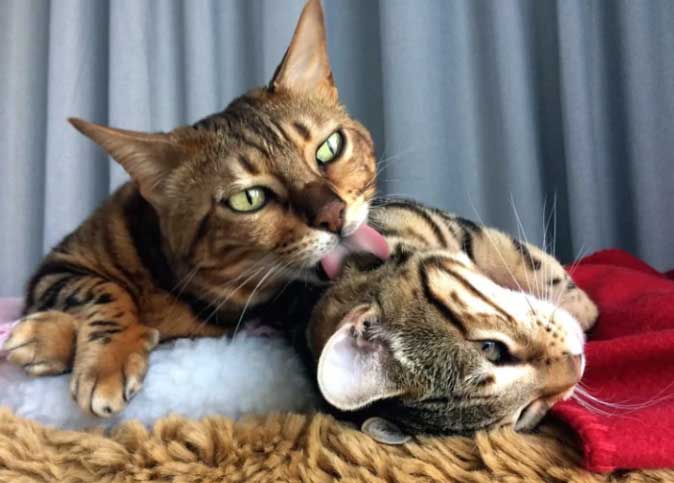 猫的友谊:如何判断你的猫是否相处融洽