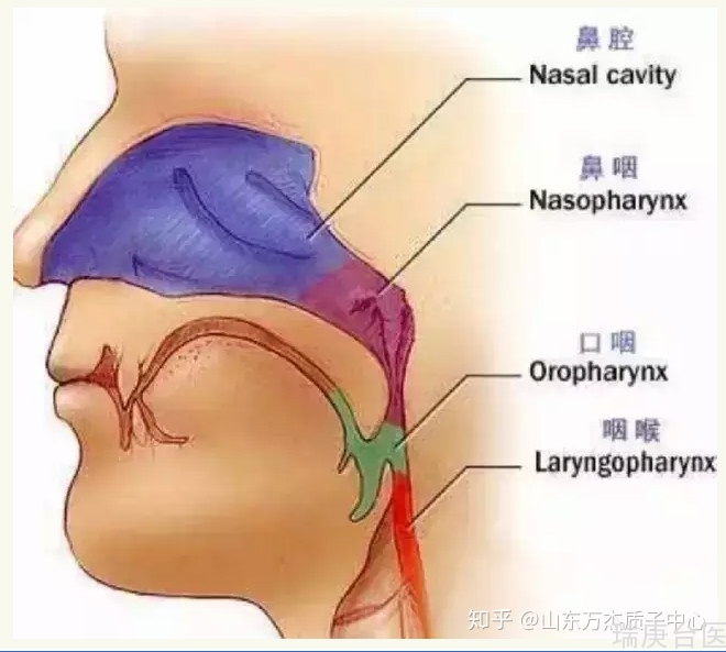 臺灣質子治療中心 | 鼻咽癌質子放射治療