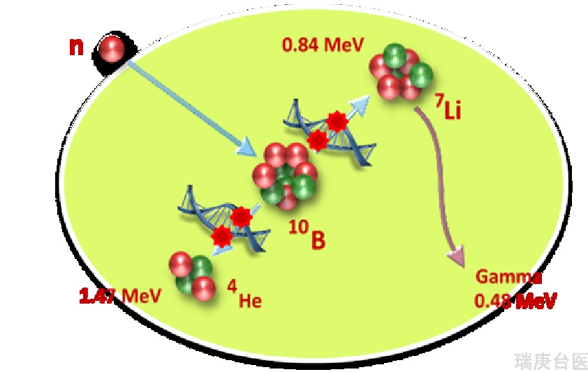 BNCT | 台湾硼中子捕获治疗临床基础研习班