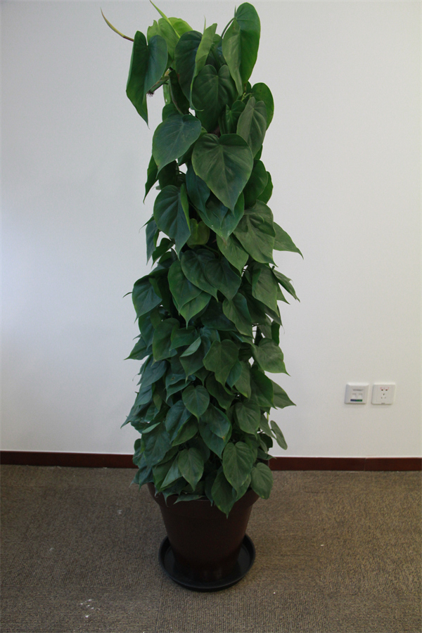 Cloud Zoom small image