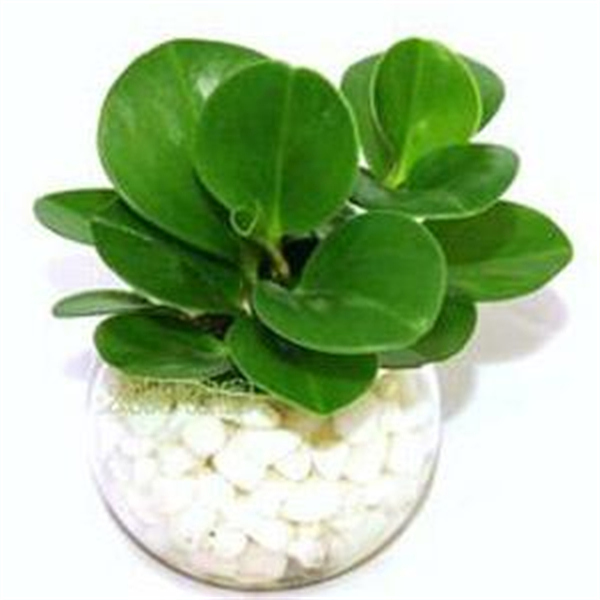 Cloud Zoom small image