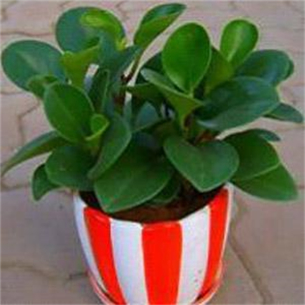 Cloud Zoom small image