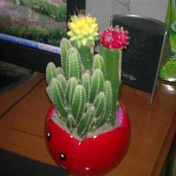 Cloud Zoom small image