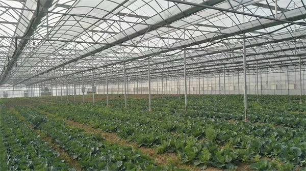 上海农业现代化示范恒温大棚项目